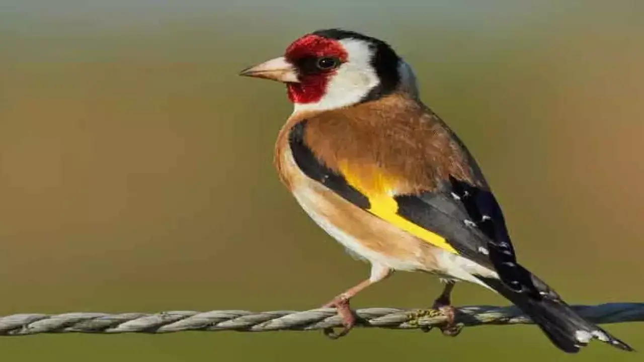 ظهور طائر ذهبي نادر في السعودية بعد عقود يثير اهتمام خبراء البيئة